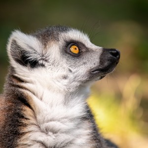 Lemur Catta Parc Animalier d'Auvergne juin 2023 by @NataFranceAuvergne-1622 (1)